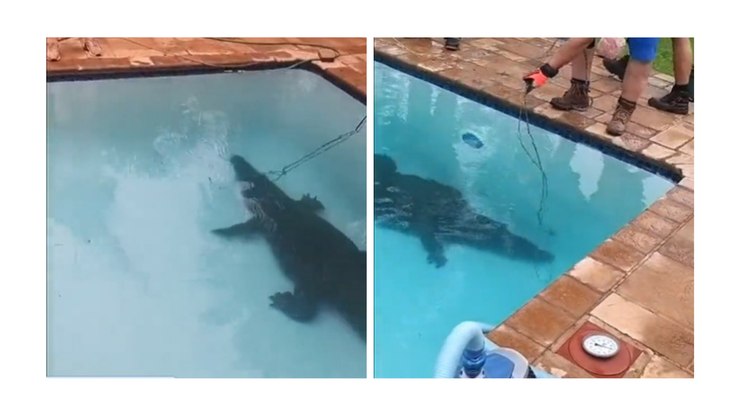 VÍDEO: mulher dá de cara com crocodilo gigante na piscina de casa