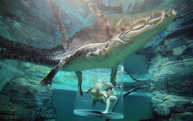 Turistas nadam ao lado de crocodilos de água salgada protegidos por uma gaiola cilíndrica de plástico