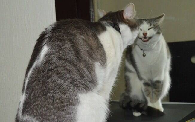 Fotos de gatos estranhos são realmente hilárias        