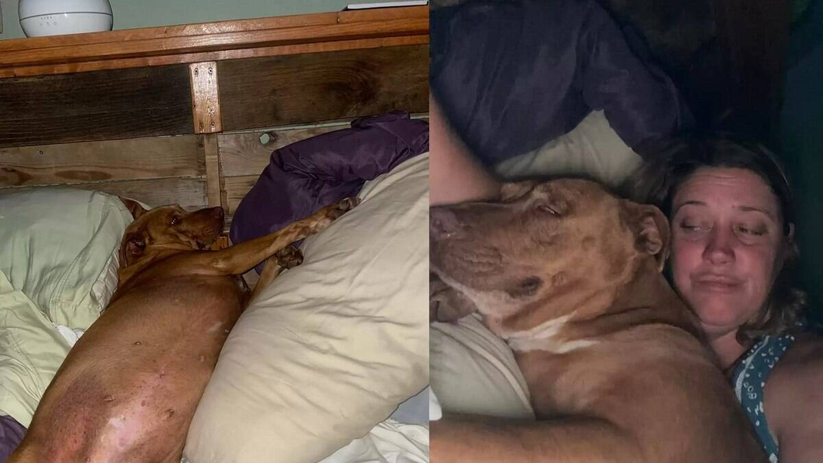 Julie e o marido acordaram e perceberam que havia um cachorro estranho na cama junto com eles