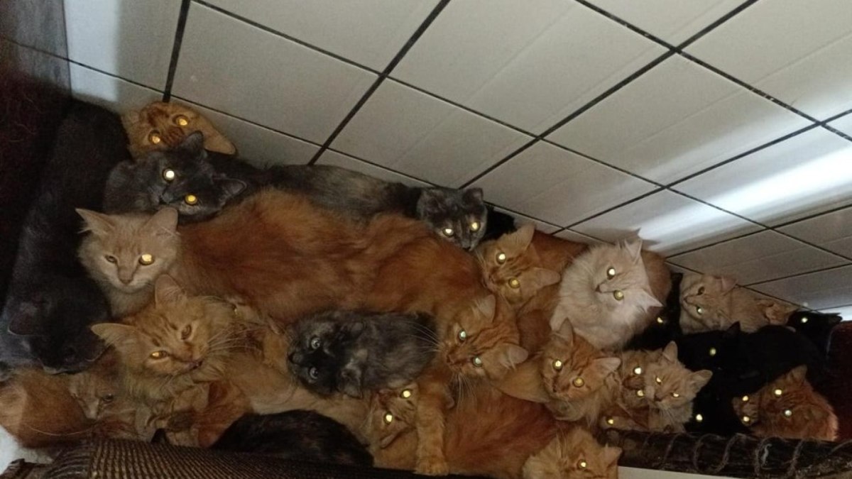 400 gatos são encontrados aglomerados e doentes em apartamento