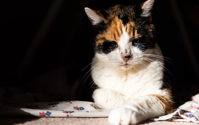 Acne felina é contagiosa? Veterinário explica o que você precisa saber