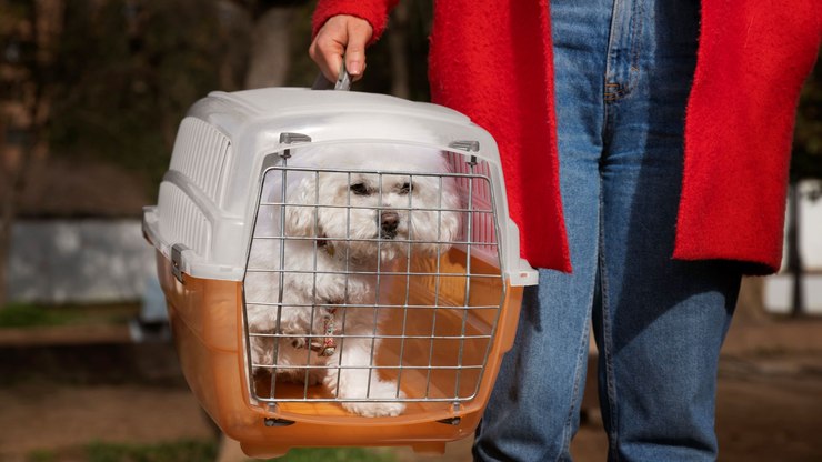 Viajar com pets: a sedação é o ideal para evitar estresse no voo?