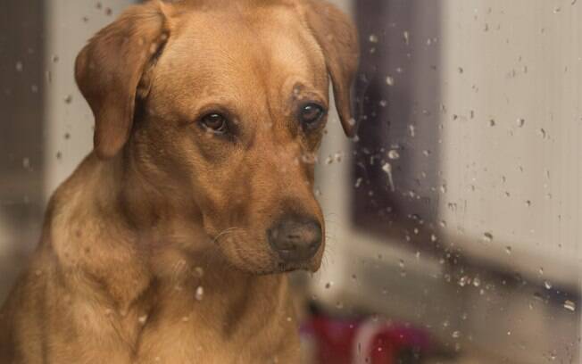Entenda os motivos de seu cachorro temer os dias de chuva 