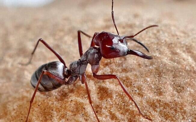 Formiga pode atingir velocidade de até três quilômetros por hora.