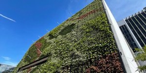 Cidade diminui temperatura em 2°C plantando árvores