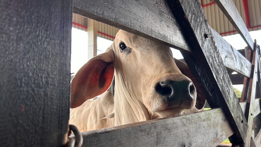 São diversas raças bovinas sendo comercializadas no Shopping dos Animais