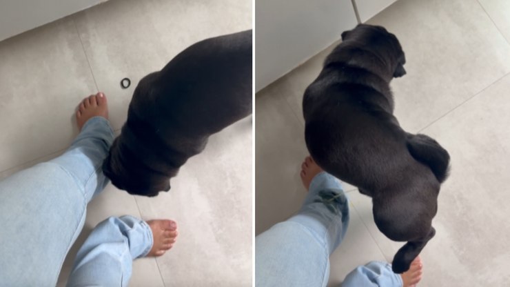 Pug decide marcar território e faz xixi na própria dona