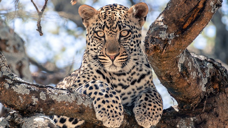 Ataques mortais do leopardo-asiático se tornaram problema frequente na Índia Ataques mortais do leopardo-asiático se tornaram problema frequente na Índia