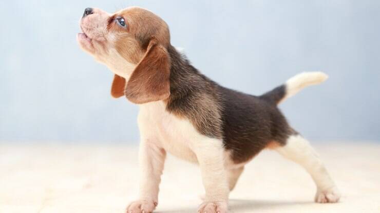Soluço é comum em filhotes de cachorro; saiba como resolver