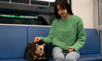 Tudo o que precisa saber para viajar de ônibus com seu pet