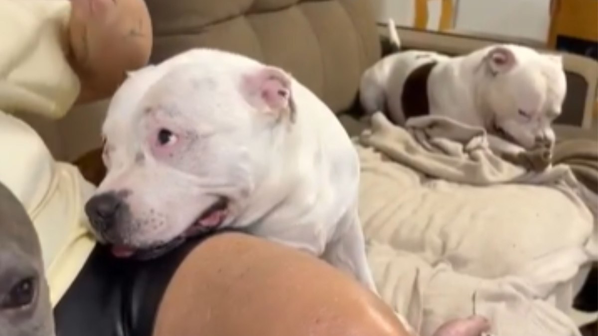 Cachorro faz ‘cara de coitado’ após levar bronca