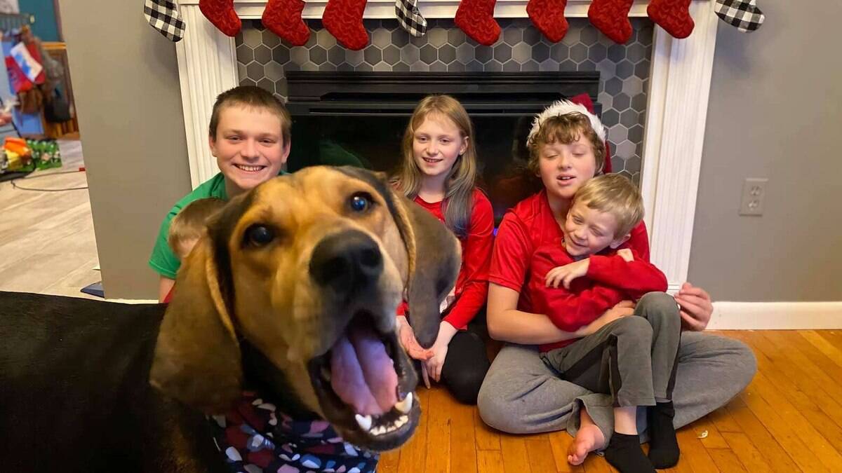 Cachorro rouba a cena em sessão de fotos para cartão de Natal da família |  Cachorros | iG