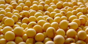 China amplia importações de soja brasileira e pressiona EUA