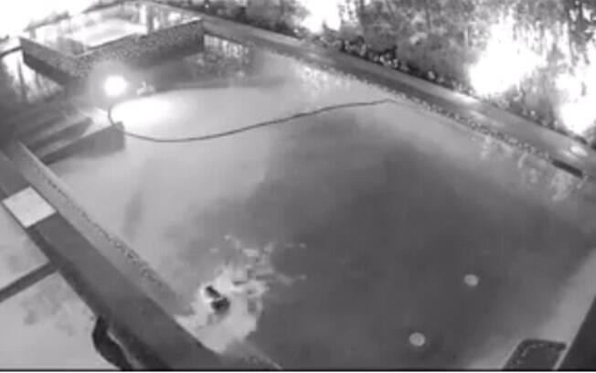 Gato vingativo jogando irmã na piscina