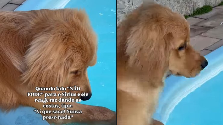 Golden%20fica%20indignado%20ap%C3%B3s%20ser%20impedido%20de%20entrar%20na%20piscina