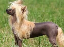 Veja quais são as dez raças de cachorros mais caras do mundo