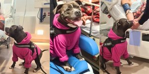 Cadela que parece pitbull vira terapeuta em hospital de SC