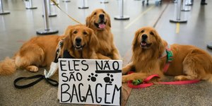Regras para transporte de pets em voos avançam no Congresso
