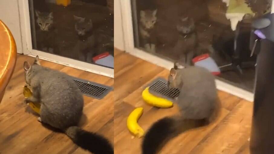 Gatos observam enquanto gambá rouba bananas