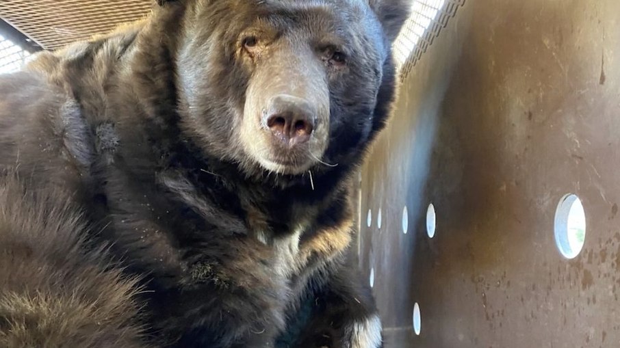 Urso é conhecido por moradores e tem até nome: Beary Urso é conhecido por moradores e tem até nome: Beary