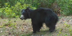 Ataque de urso-beiçudo mata três irmãos em vila da Índia