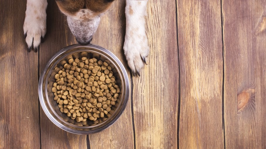 A falta de apetite causada tanto pelo comportamento, quanto por doenças é muito prejudicial para os cães