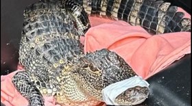 Peixe-leão capturado no Nordeste pode ser o maior do mundo