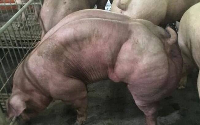 Como porcos 'musculosos' fazem sucesso na região, o dono de um deles decidiu lucrar com o DNA de seu animal