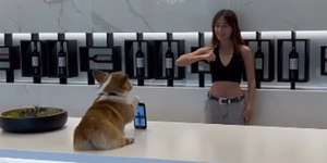Cãozinho viraliza ao segurar celular para tutora dançar; vídeo