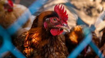 Depois%20da%20China%2C%20Uni%C3%A3o%20Europeia%20tamb%C3%A9m%20suspende%20compra%20de%20carne%20de%20frango%20do%20Brasil