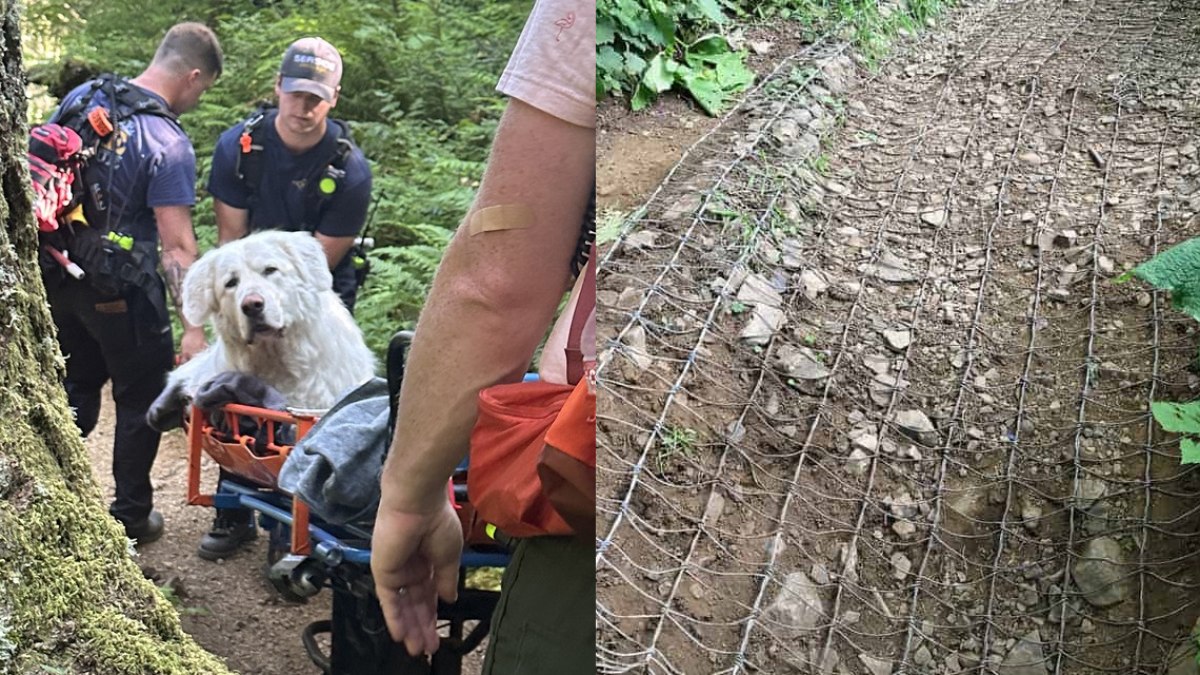 Cachorro fere a pata durante passeio com o tutor em parque natural nos Estados Unidos