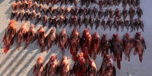 Mergulhadores capturam 138 peixes-leão em Fernando de Noronha