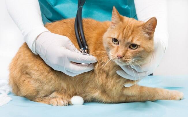 Leve o seu gato ao veterinário pelo menos uma vez a cada seis meses