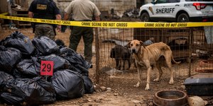 Três são presos após 29 cães mortos serem achados em sacos