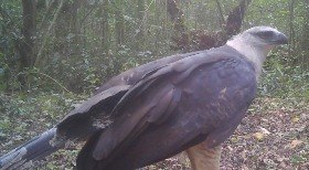 Giraffas abre vagas em todo o Brasil