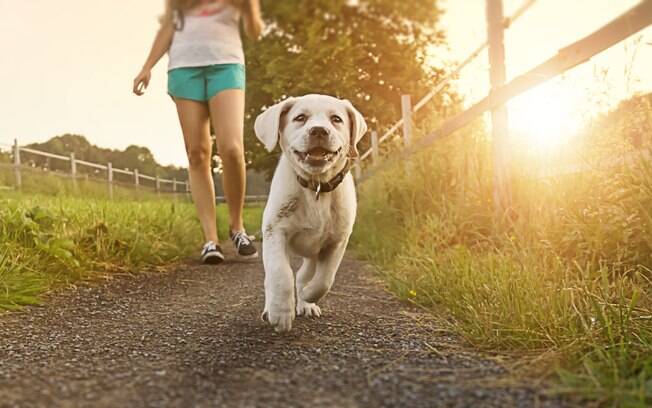 Apesar de todos os riscos, você pode passear com o pet sem coleira. Porém, o animal precisa de adestramento e os locais devem se escolhidos conscientemente 