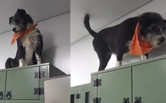 Cadela resgatada age como gato e mostra habilidade ao andar sobre armários