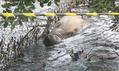 Elefante-marinho surge em Niterói e mobiliza equipes