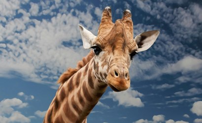 Girafas entrarão para lista de animais em risco de extinção