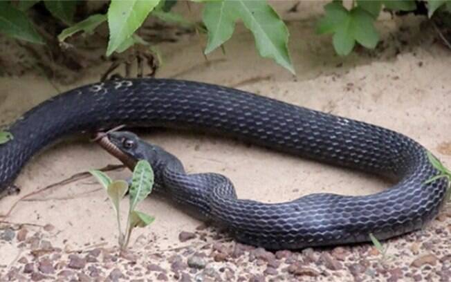 Depois de engolir serpente, a cobra canibal percebeu que havia comido demais e resolveu vomitar