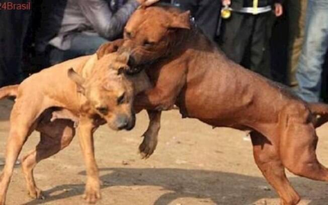 O ideal para separar briga de cachorro é não se envolver fisicamente