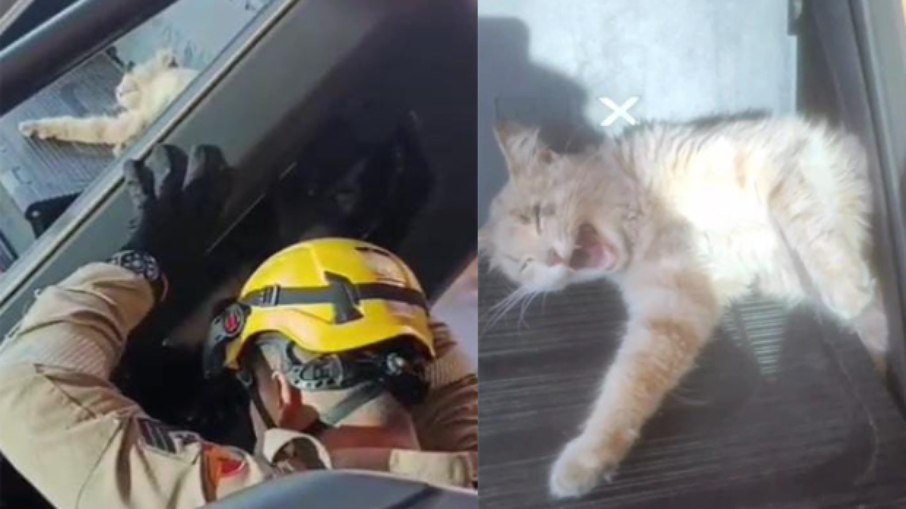 Gato é resgatado por bombeiros preso em simulador de escada em academia de Aparecida de Goiânia Gato é resgatado por bombeiros preso em simulador de escada em academia de Aparecida de Goiânia