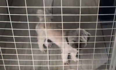 Shih Tzu viraliza ao tentar ultrapassar barreira