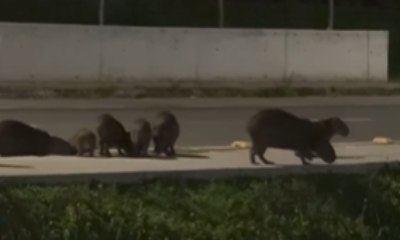 Capivaras são flagradas passeando em avenida