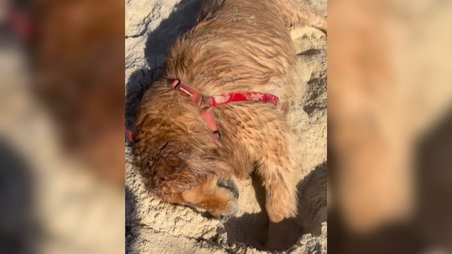 Golden enfrenta banho após dia na praia