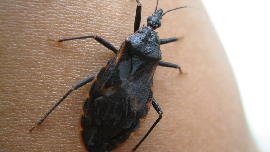 Doença de Chagas: medicamento mostra eficácia contra parasita