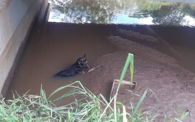 Cachorro é resgatado pela GM após ficar preso em lagoa