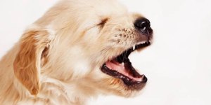 Seu cão late demais? Veja as principais causas desse problema