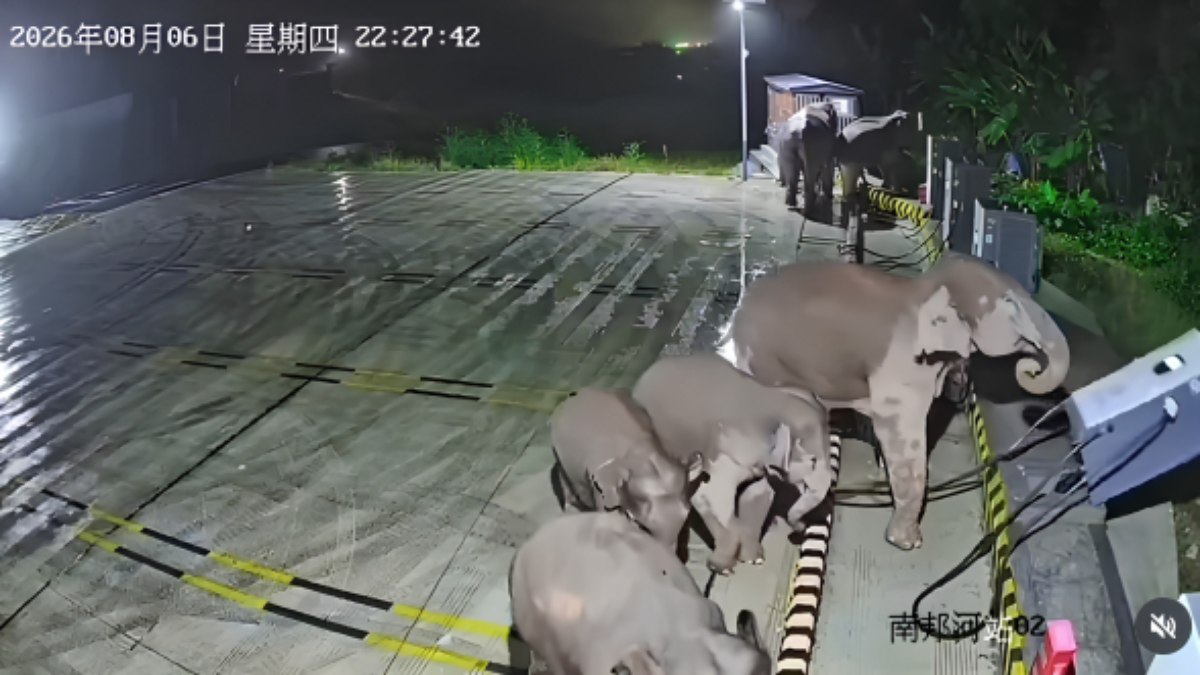 Elefante se irrita com carregador de carro e destrói aparelho Elefante se irrita com carregador de carro e destrói aparelho